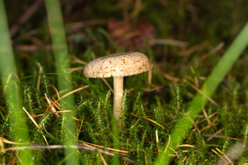 pilz im wald