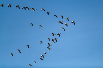 Snow Geese Migration.
