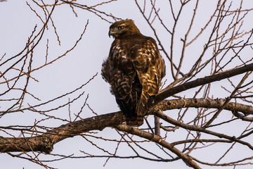 Red tailed hawk sitting on a branch.