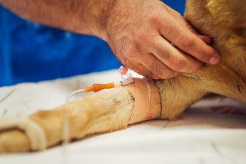 Dog receiving iv treatment, close-up.