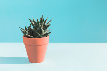 Textured cactus on sunlit blue background minimal