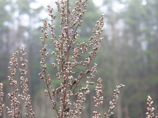 dry blade of grass dull autumn