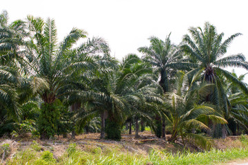 palm oil trees growing in Malaysia, Asia