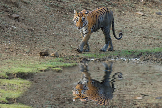 Young Bengal tiger (Panthera tigris tigris) at a water pond, Tadoba Andhari Tiger Reserve, Maharashtra state