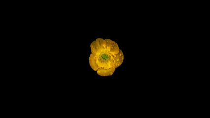 yellow flower np black background