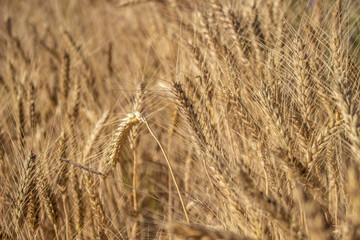 Wheat field on a sunny day. Golden wheat seeds.