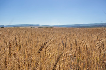 Wheat field on a sunny day. Golden wheat seeds.