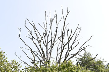 abgestorbener Baum