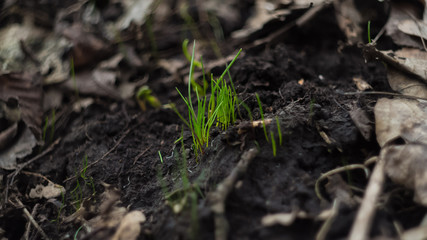 young plants in the garden