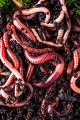 Many living earthworms for fishing in the soil, background