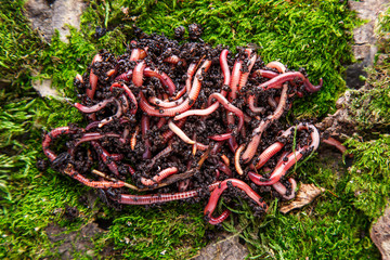 Many living earthworms for fishing in the soil, background