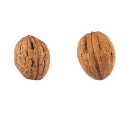 two walnuts in a hard brown shell isolated on a white background