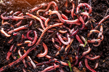 Many living earthworms for fishing in the soil, background