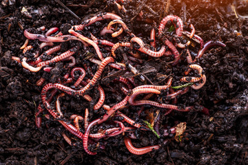 Many living earthworms for fishing in the soil, background