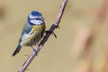 blue tit on a branch