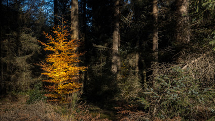 Herbstlich leuchtender Buchenbaum im dunkeln Wald.