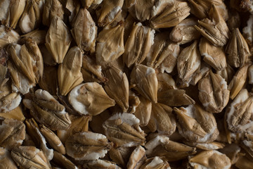 Chit barley flackes malt background. Сereals for the production of alcoholic beverages and animal feed. Flat lay