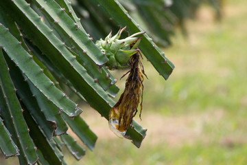 dragonfruit growing on plant in Malaysia, Asia