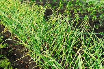 Growing garlic in the garden. Photo of the beds with garlic.