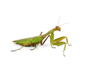 large green mantis with long antennas stands sideways