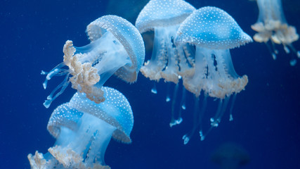 blue jellyfish in water - obrazy, fototapety, plakaty