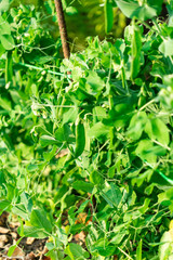The cultivation of peas. Photo of growing peas in the garden.