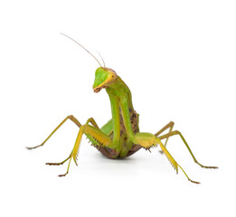 large green mantis on a white background looks at the camera