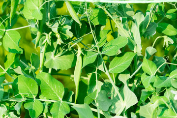 The cultivation of peas. Photo of growing peas in the garden.