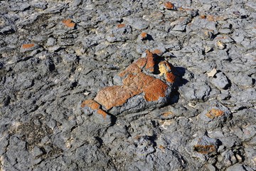 View of microbial mats stromatolites at the Hamelin Pool in Shark Bay, World Heritage area, Western...
