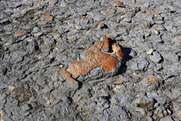 View of microbial mats stromatolites at the Hamelin Pool in Shark Bay, World Heritage area, Western Australia