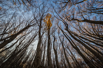 Chiome degli alberi in Autunno visti dal basso