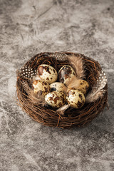 quail eggs in the nest, easter concept, copy space