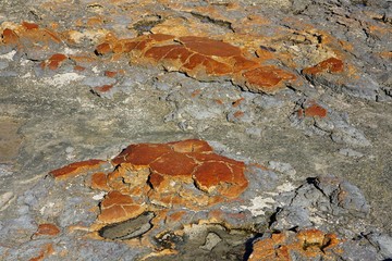 View of microbial mats stromatolites at the Hamelin Pool in Shark Bay, World Heritage area, Western Australia