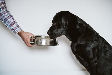 man hand holding a bowl of dog food. Beautiful black labrador waiting to eat his meal. Home, indoor