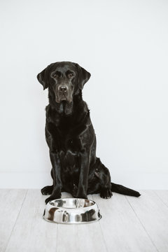 Beautiful black labrador waiting to eat his meal. Home, indoor