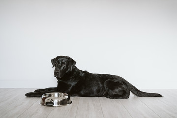 Beautiful black labrador waiting to eat his meal. Home, indoor