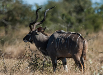 Greater kudu, Kruger National Park, South Africa