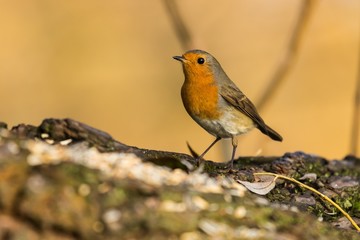 Rotkehlchen (Erithacus rubecula) im Naturschutzgebiet Niedermoorwiesen in Berlin 