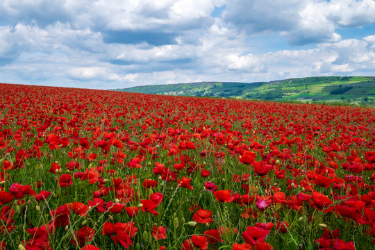 Beautiful red poppies set in the Derbyshire countryside, Baslow, Derbyshire