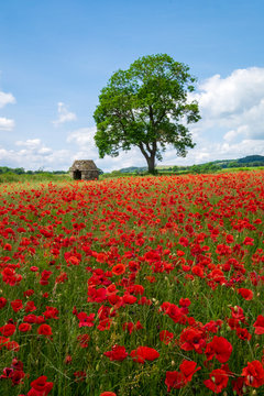 Beautiful red poppies in the Derbyshire countryside, Baslow, Derbyshire