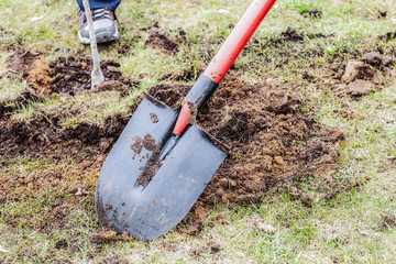 The gardener plants a seedling in the ground with a shovel.