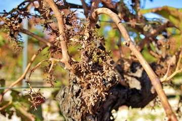 Vineyard devastated by a fungal plague