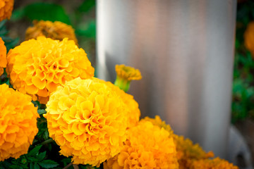 Marigold flowers photographed in a flower bed.