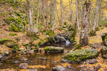 Creek crossing a birch grove