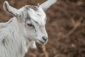 Goat on the farm. Goat hair of white color.