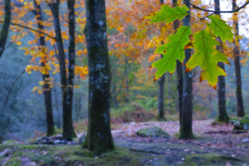 Fall of leaves in autumn, Navarra