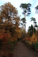 Wanderung im herbstlichen Wald