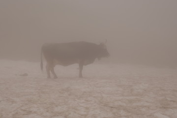 kuh im Nebel