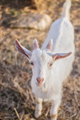 Obraz premium Goat on the farm. Goat hair of white color.