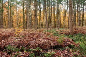 Wanderung im herbstlichen Wald